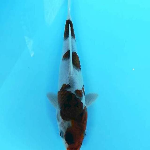 Goromo