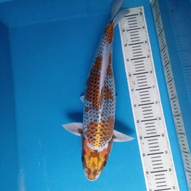 Kin kikokuryu 55 cm
