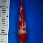 kohaku