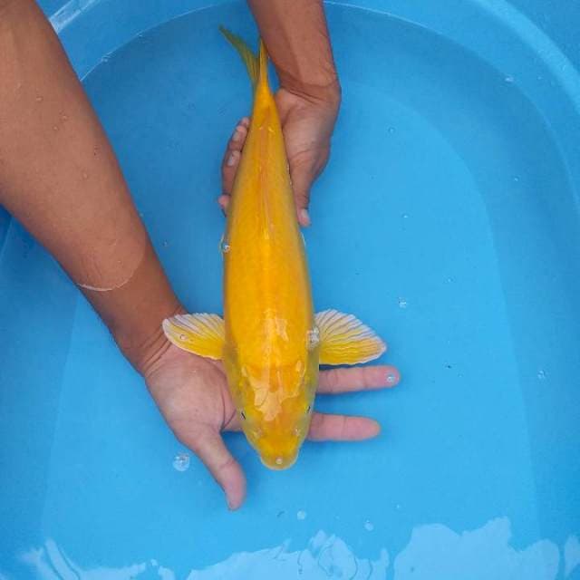 Karashi 40 cm