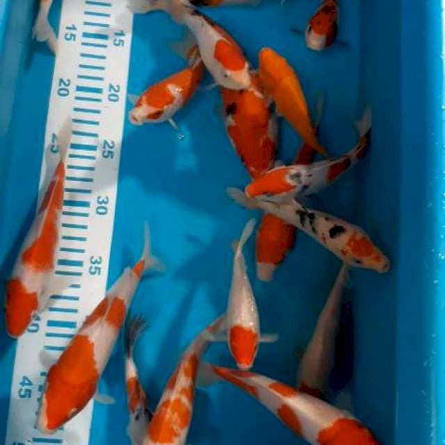 Mix 15-24cm 20 ekor