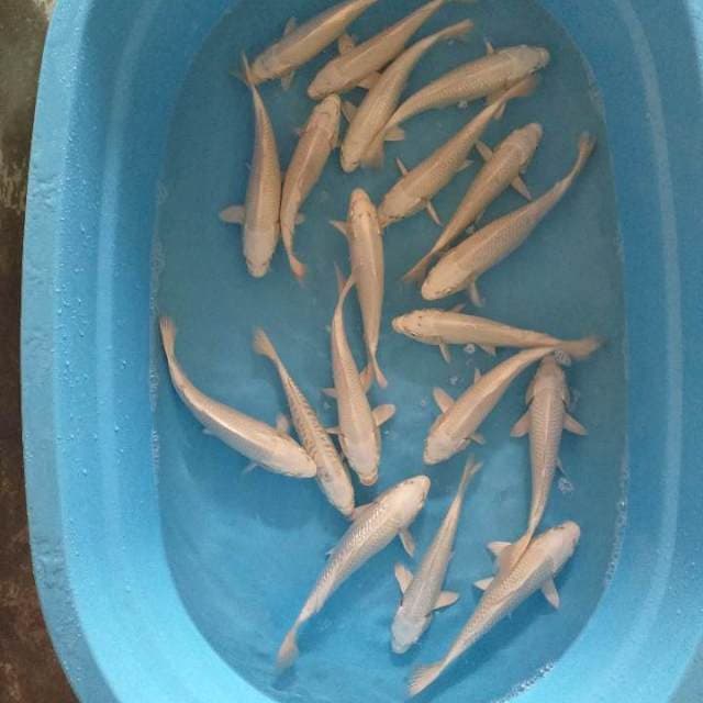 19 ekor platinum