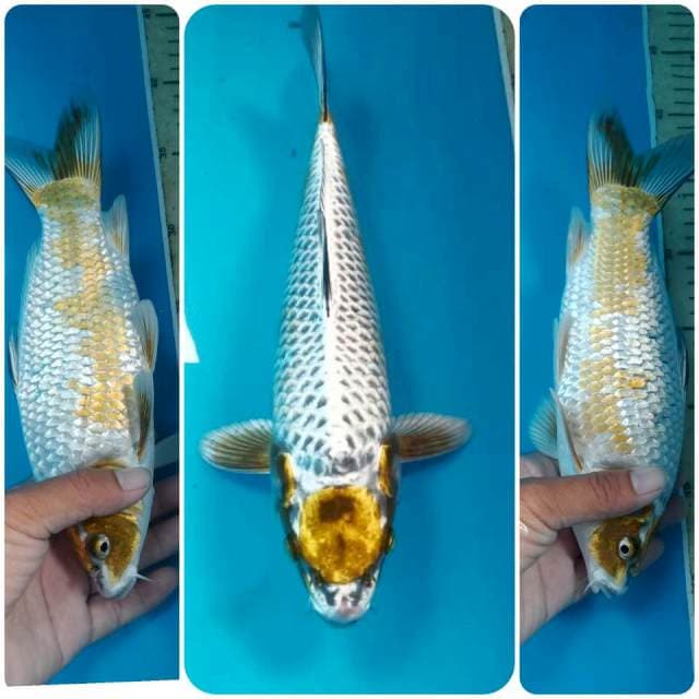 Antiq Pola Asagi, 27 cm