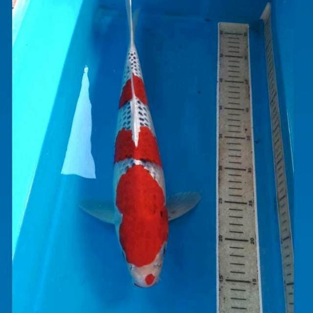 Goshiki, male 43 cm