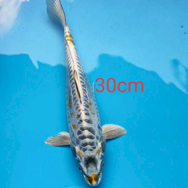Kikokuryu 30cm