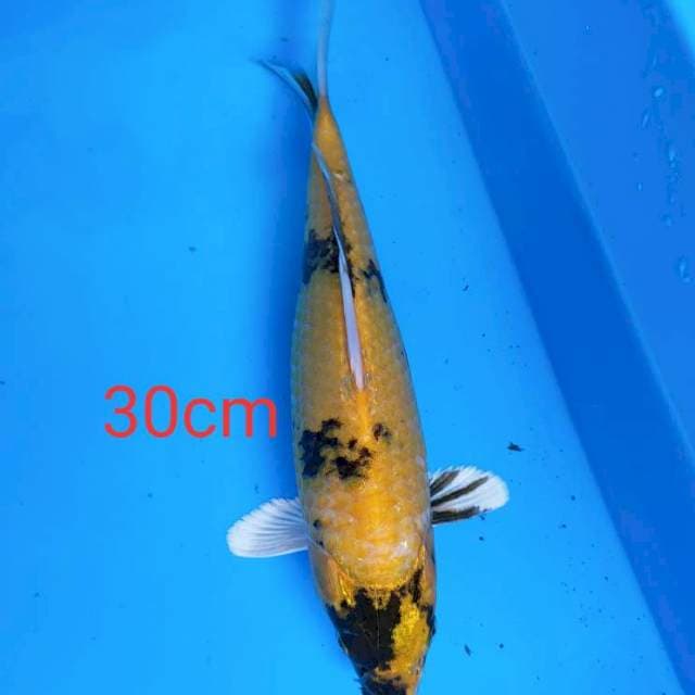 Ki utsuri hikari 30cm