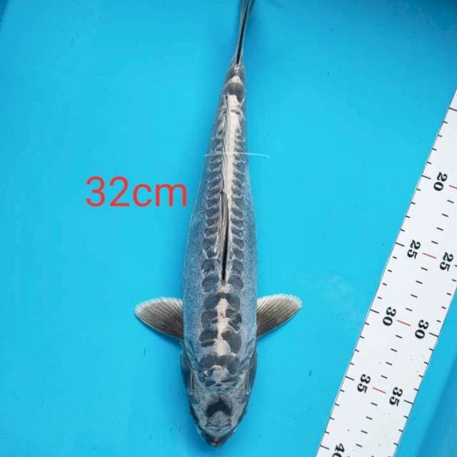 Silver kiko male 32cm