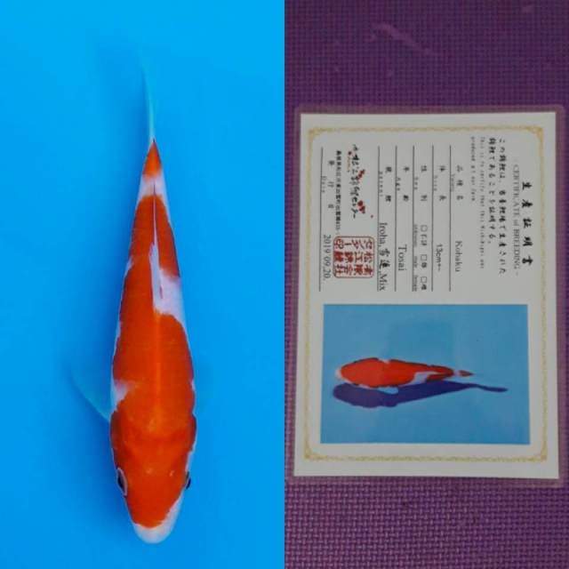 Matsue kohaku 16cm certy