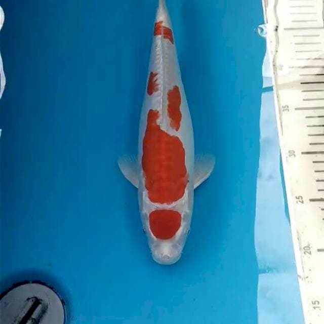 Kikushui 30cm