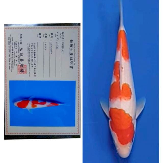 Kohaku Import Serti Marusei 