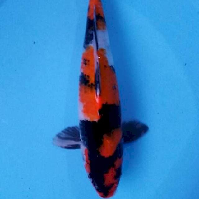 Showa 36cm