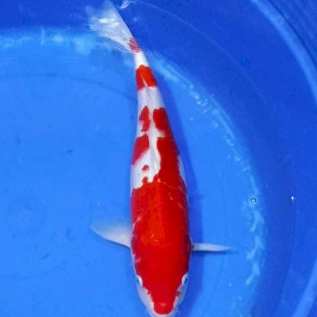 Kohaku merah 45bu mantab