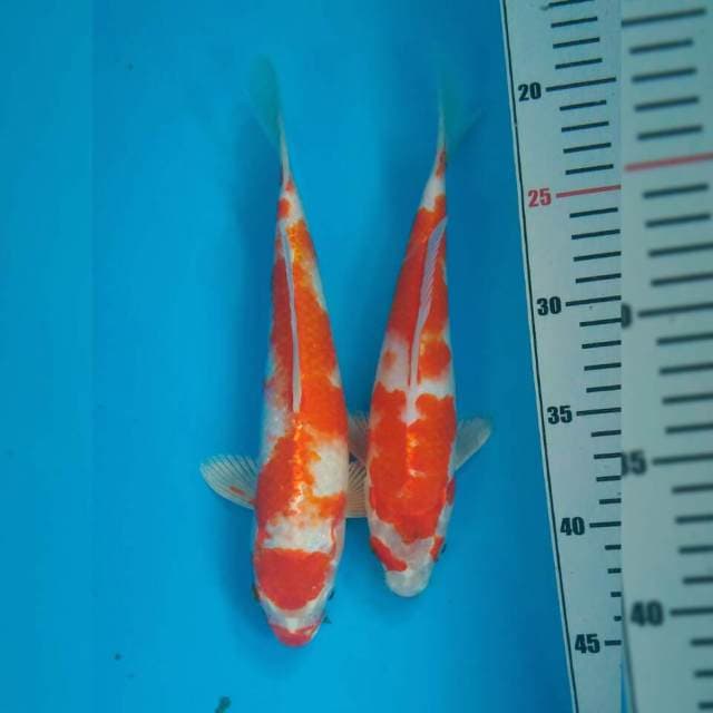 Duo kohaku platinum