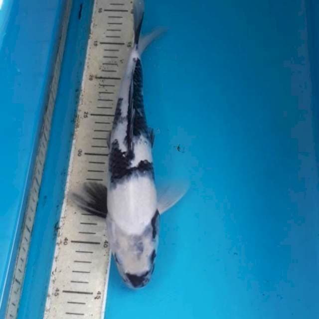 Shiro Male 33 cm