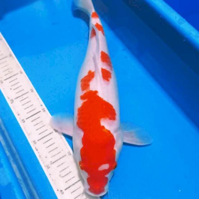 Kohaku orie jozz 45up