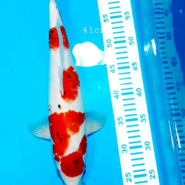 Maruten sanke 41 cm