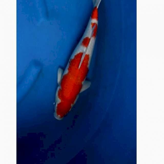 Kohaku supered , male 41cm bakat jumbo