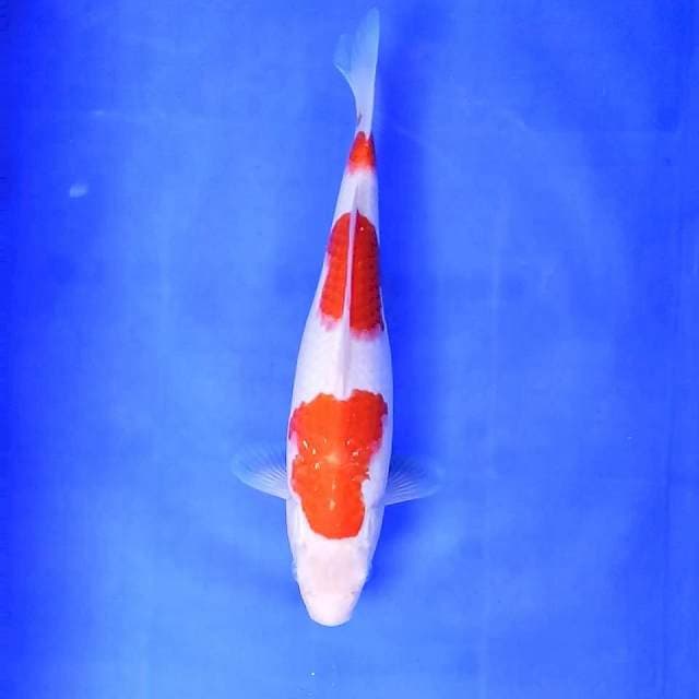 1. Kohaku 3 Step || 32 cm