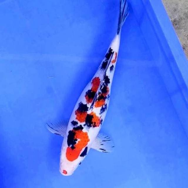4. Sanke Tsubosumi || 33 cm