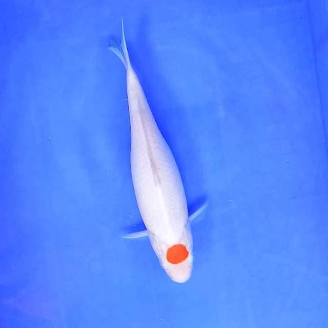 8. Tancho Kohaku || 26 cm
