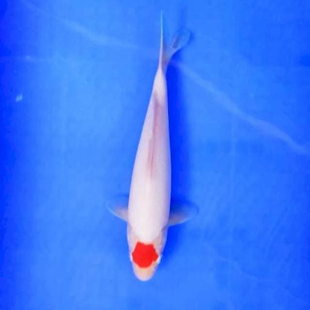 9. Tancho Ori || 28 cm