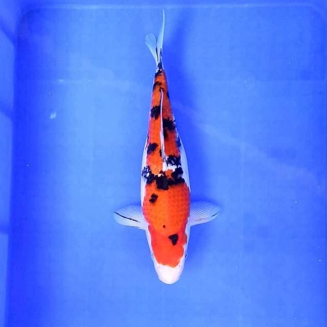 10. Sanke || 33 cm
