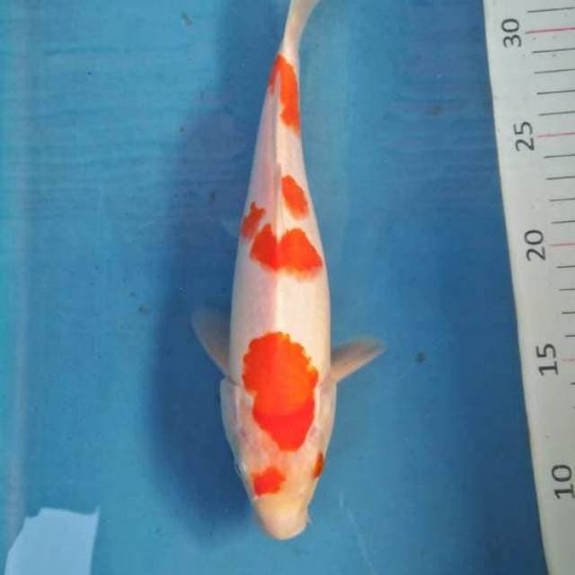 Kohaku