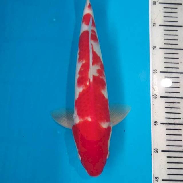 Kohaku 40cm Male