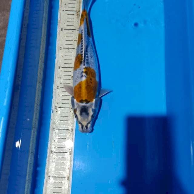 Kikoryu 35cm male