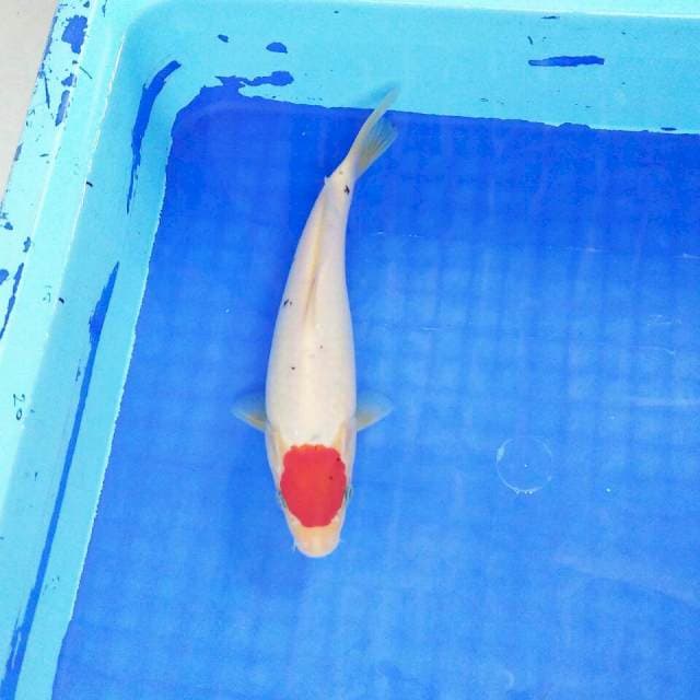 Tancho Ori. 25cm male