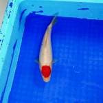 Tancho Ori. 25cm male