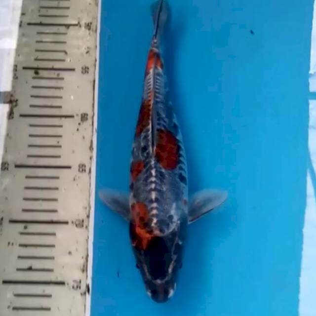 29 cm