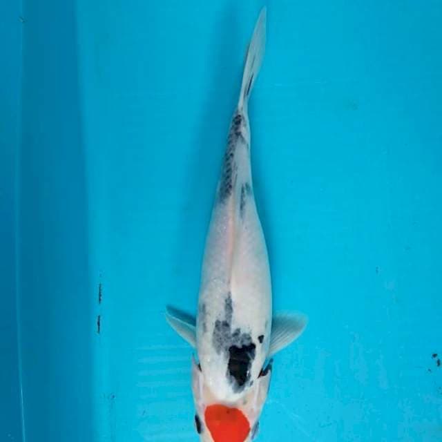 Tancho showa