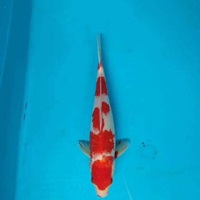 Kohaku