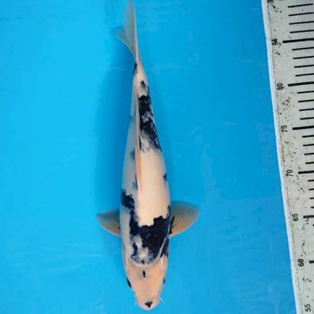Shiro