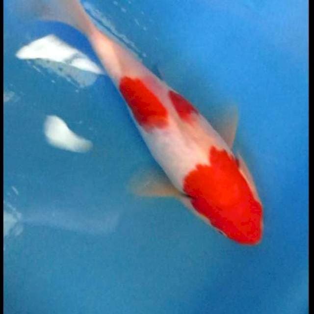 Kohaku short body