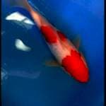 Kohaku short body