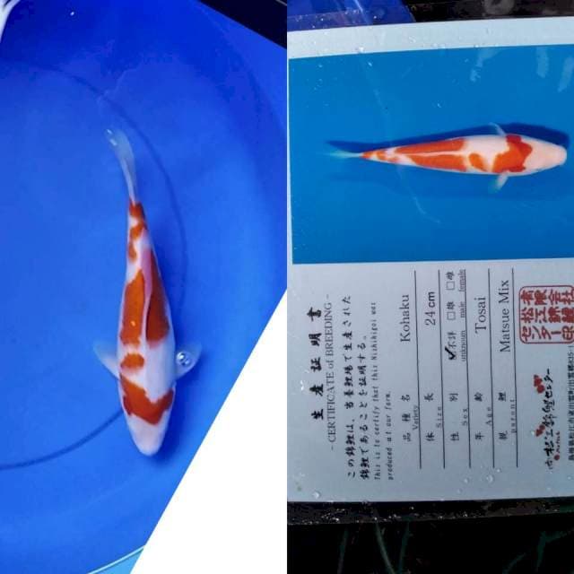 Kohaku serty matsue