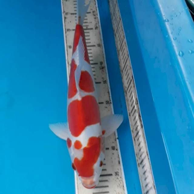 Doitsu 42 cm Male