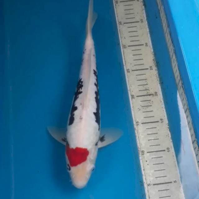 Beni Kumon 32 cm