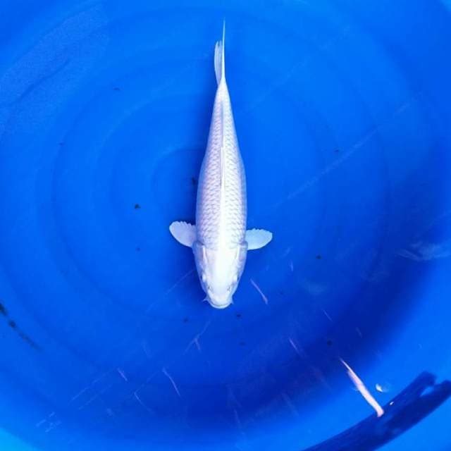 Bulky of platinum ogon