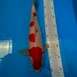 Kohaku Deep Red