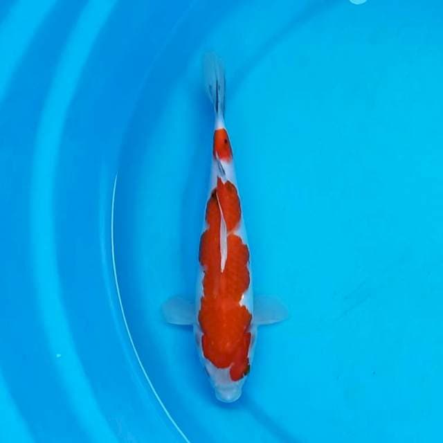 Sanke 24 cm