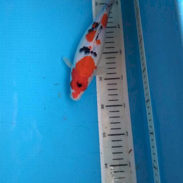 Sanke 24cm female