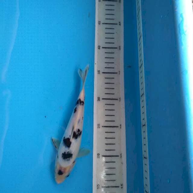 Beko 20cm female