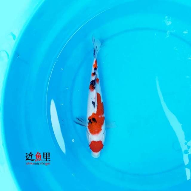 Maruten Sanke 1 - 29 cm