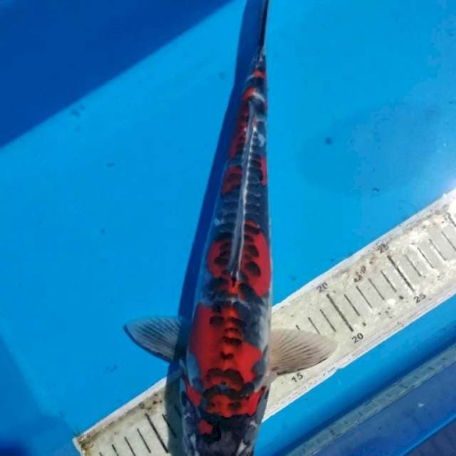 Beni kiko SQ 36cm Male