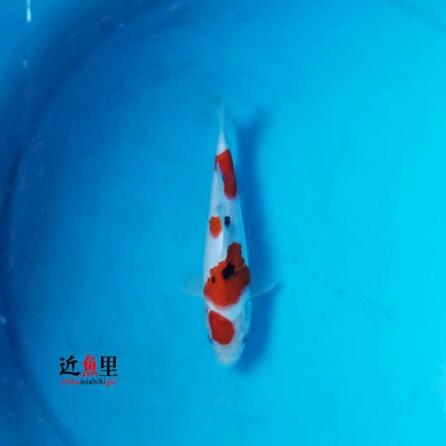 Maruten Sanke 2 - 21 cm