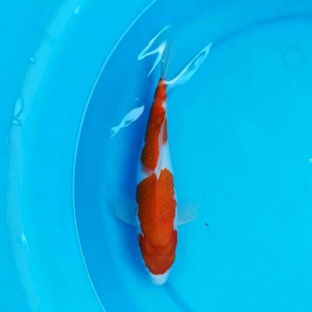 Kohaku 24 cm