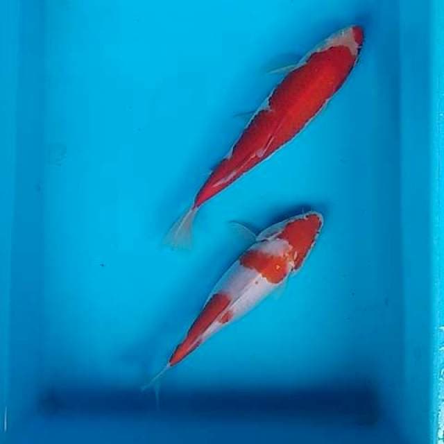 Kohaku 2ekor 20-22cm